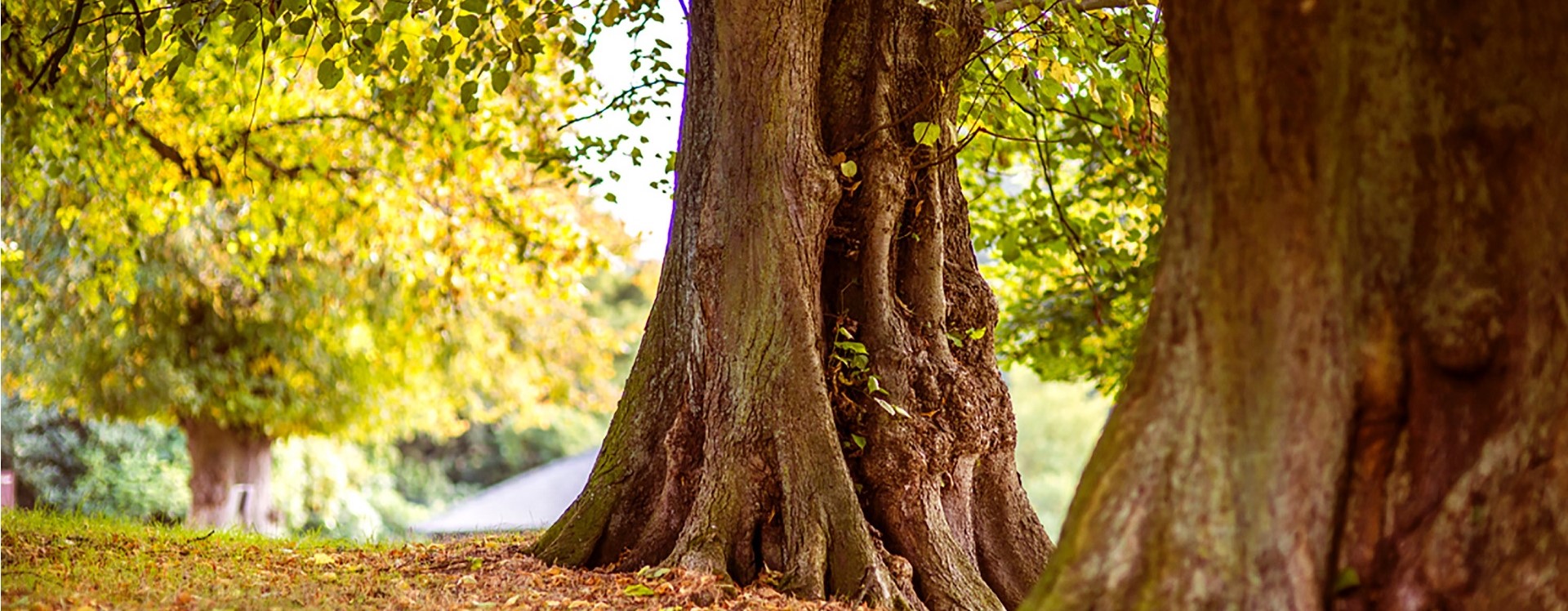 Trees And Plants That Your RICS Survey Will Inspect