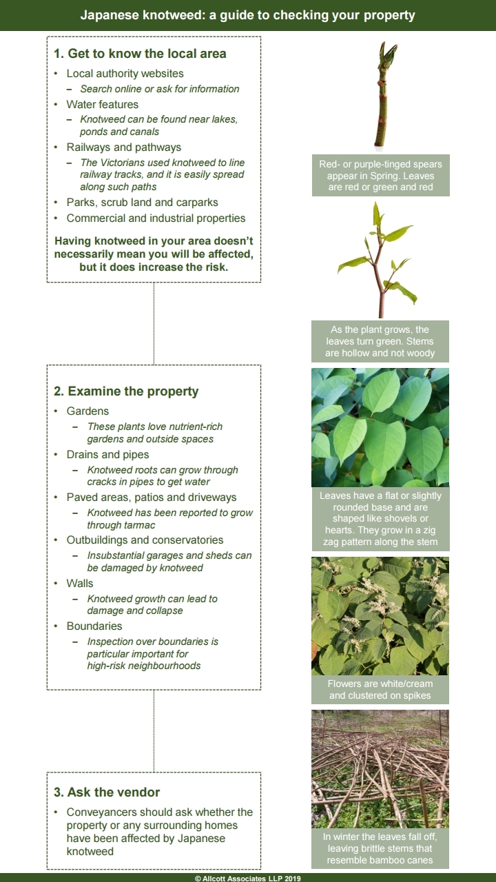 Japanese knotweed guide