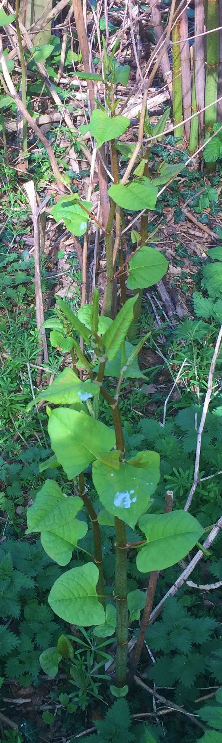 Japanese Knotweed building survey