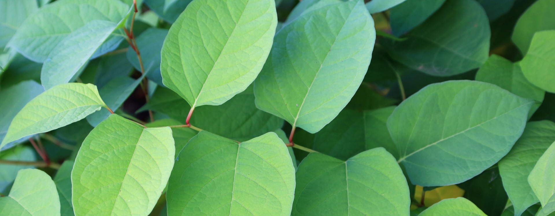 Japanese Knotweed