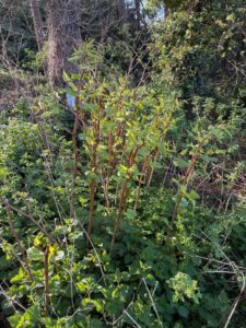 Spring Japanese Knotweed