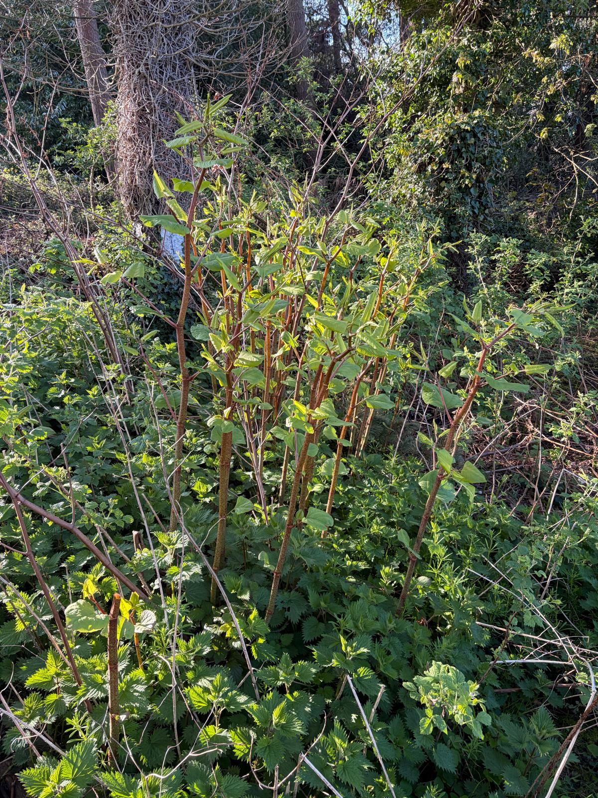 Spring Japanese Knotweed